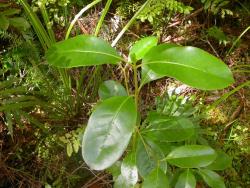 Image: D. Glenny © Landcare Research 2014 